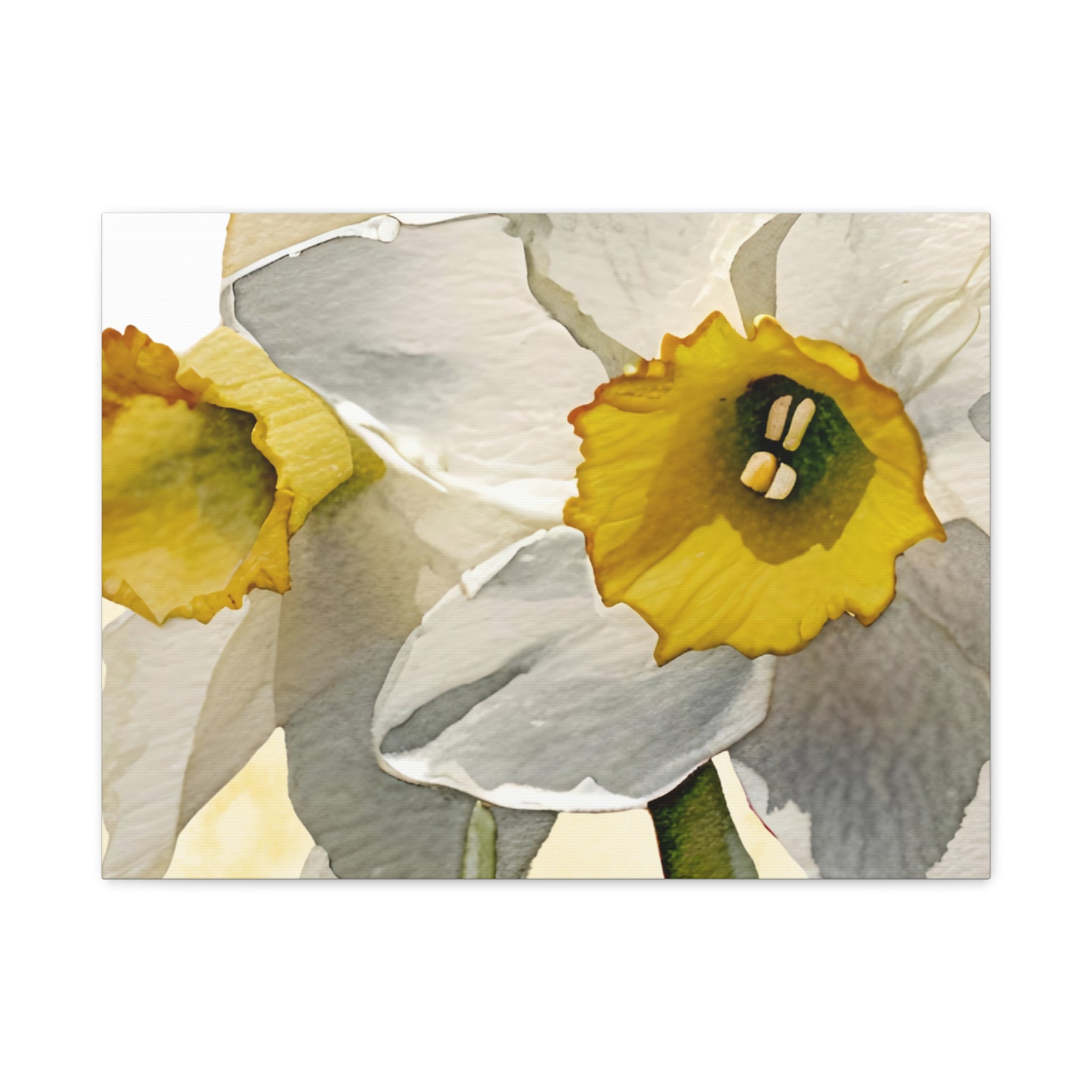 Canvas Print - Watercolor Daffodil 24 x18, 20 x 24, 24 x30